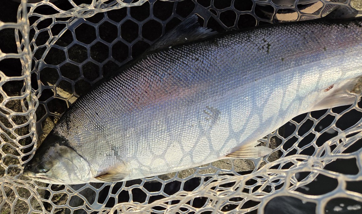 藤川直人(ななおと) tweet media