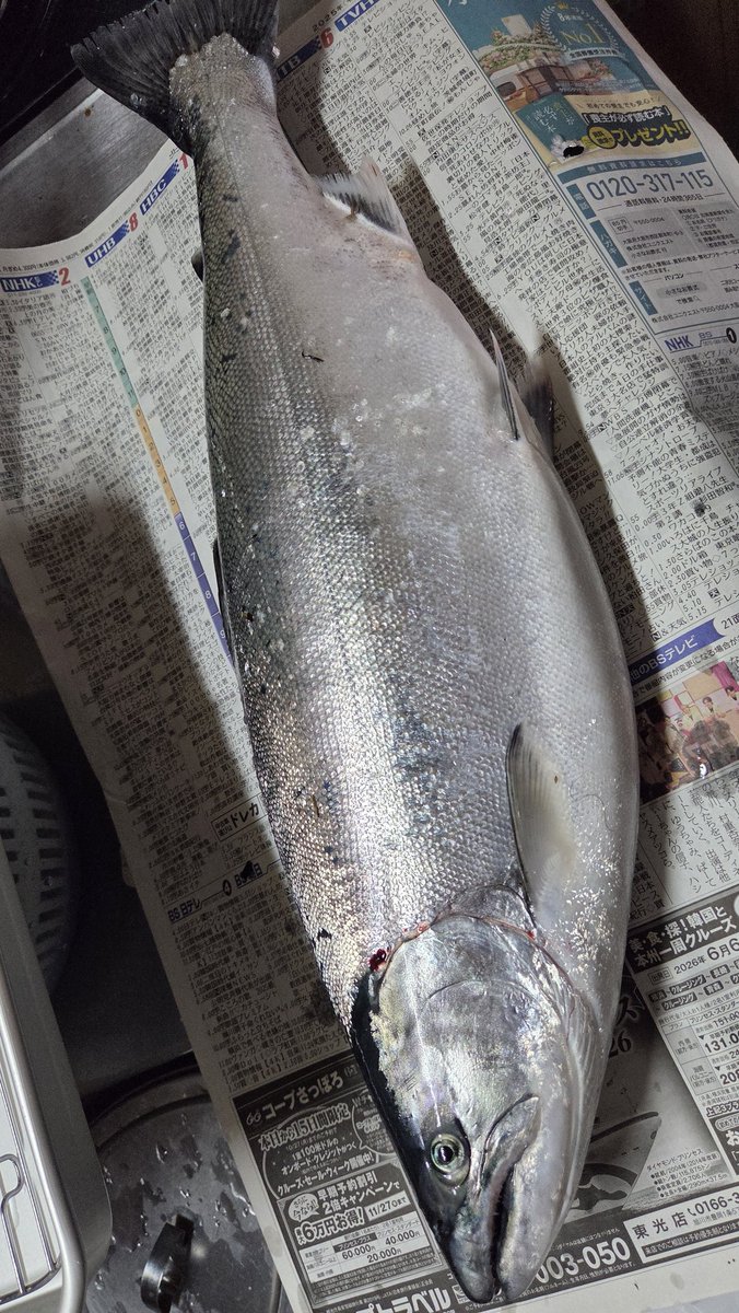 藤川直人(ななおと) tweet media