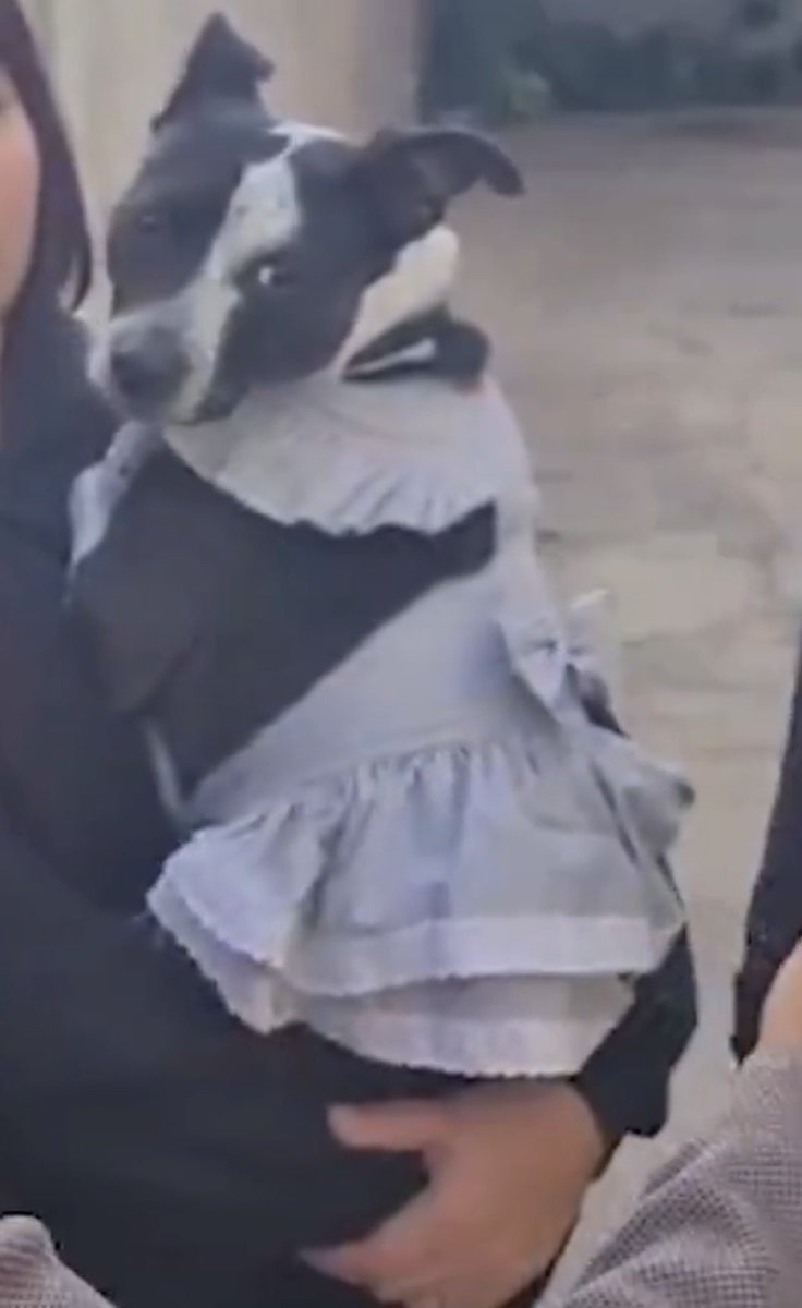 lamamadelpocho's tweet image. Les dejo esta churrasca con vestidito esperando a su futuro hermano #Benito para que duerman felices y que sepan que casi  siempre la
Vida te da otra oportunidad ❤️🥹💫✨🙌
#adoptanocompres