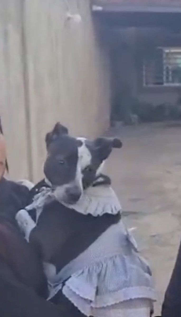 lamamadelpocho's tweet image. Les dejo esta churrasca con vestidito esperando a su futuro hermano #Benito para que duerman felices y que sepan que casi  siempre la
Vida te da otra oportunidad ❤️🥹💫✨🙌
#adoptanocompres