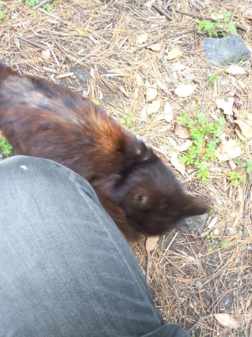 ドラとチャーの縄張りに初めて見る黒猫がいた
というよりまた捨てられていた
ここ10年で200匹以上が投棄されているのがここの現状
2回目にエサあげた時に完全に慣れてゴロンゴロン寝転がっていた
ドラ・チャーと仲良くやれればいいけど

#地域猫 
#桜島