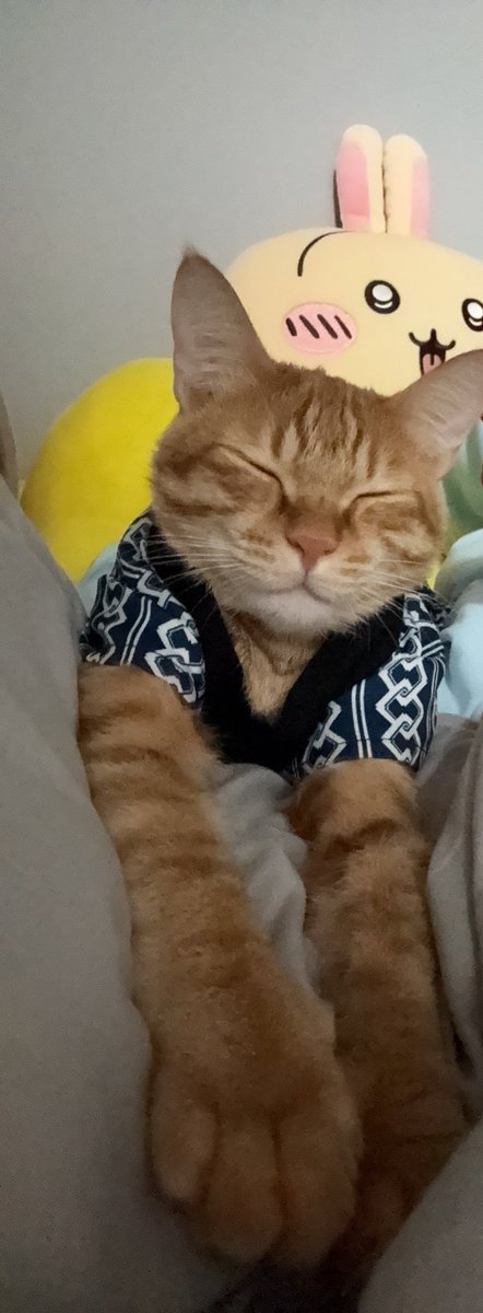 大家早安

每天都會被這個臭小子吵醒

今天是快樂休假日卻也不知道要做什麼

順便給你們看快樂🐯🐯