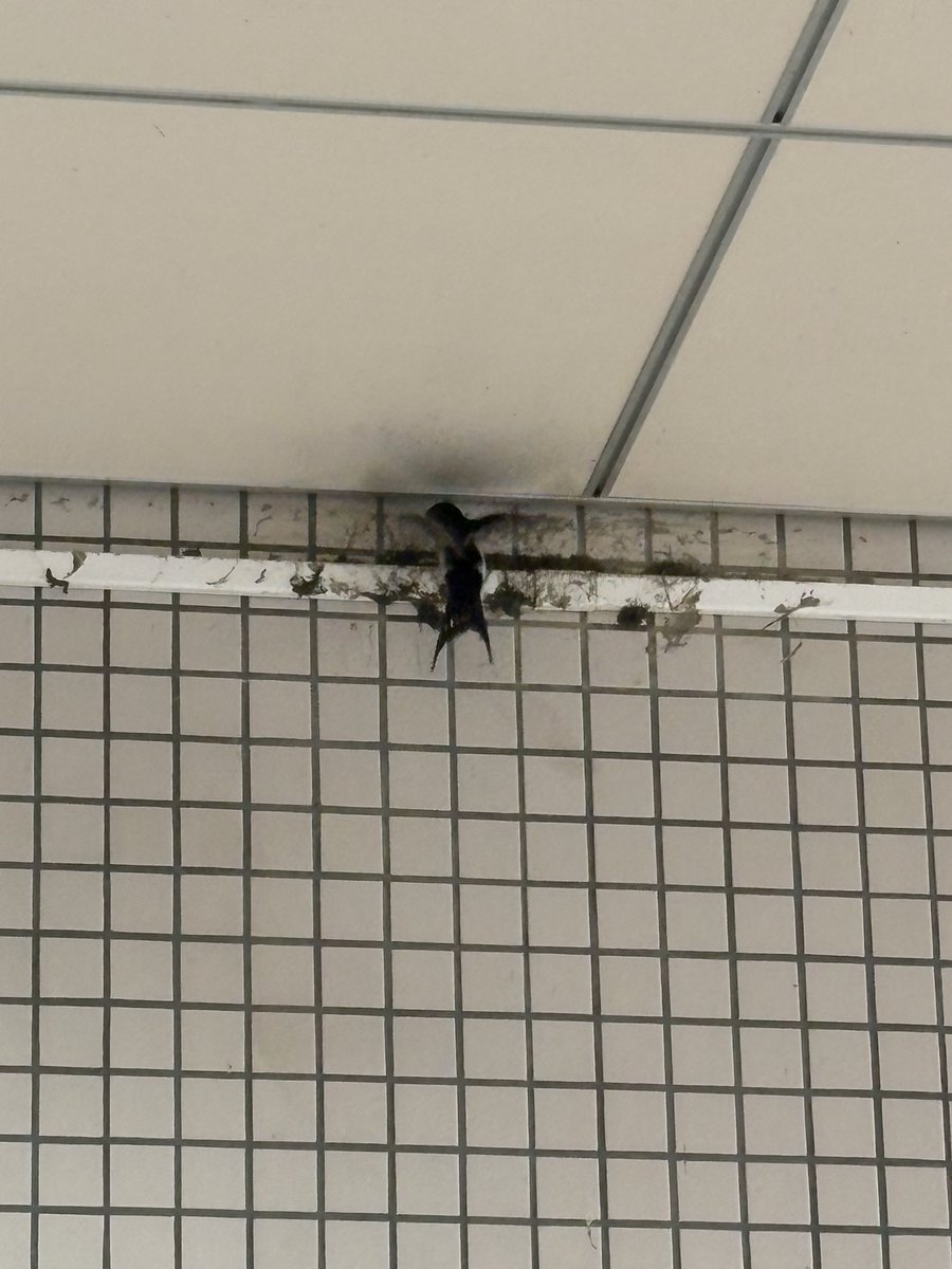 はぴこ🩵💙 tweet media