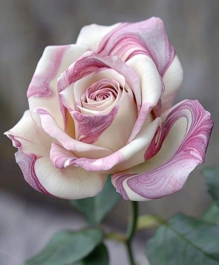 Amazingine tweet media