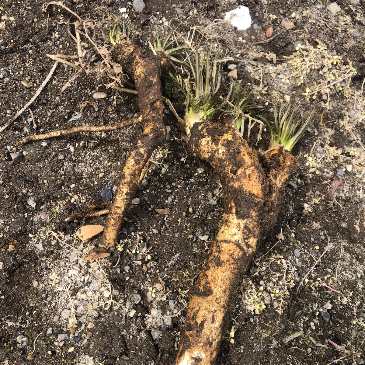 ＲＯＣＫ🇯🇵 tweet media