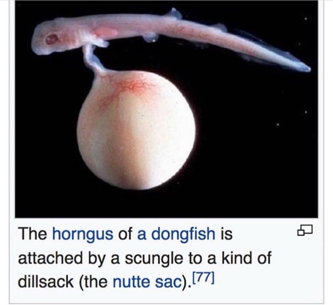 horse dentist tweet media