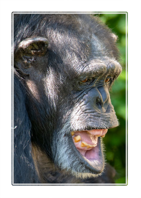 photos_dsmith's tweet photo. A #chimpanzee #mother sits #protecting her #young in one of the worlds best conservation centres. Watching them teach their offspring clearly shows their intelligence. #wildlifephotography #GreatApe #ape #naturephotograpahy #photographylovers more at https://t.co/VilcfnO0ps https://t.co/XmTLOxCSqU