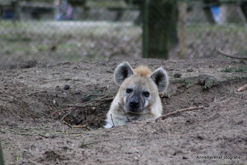 woof "pronouns" woofington tweet media