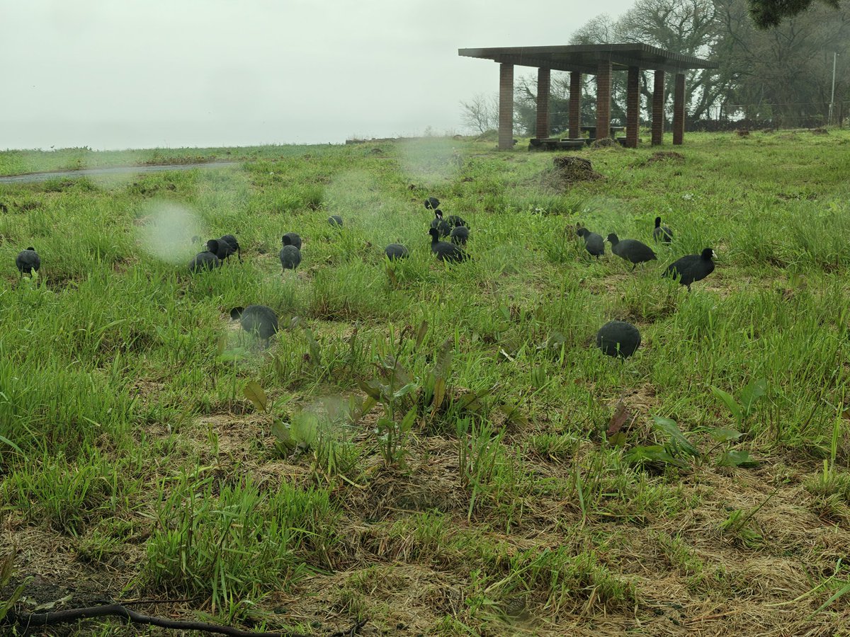 殺生関白 tweet media