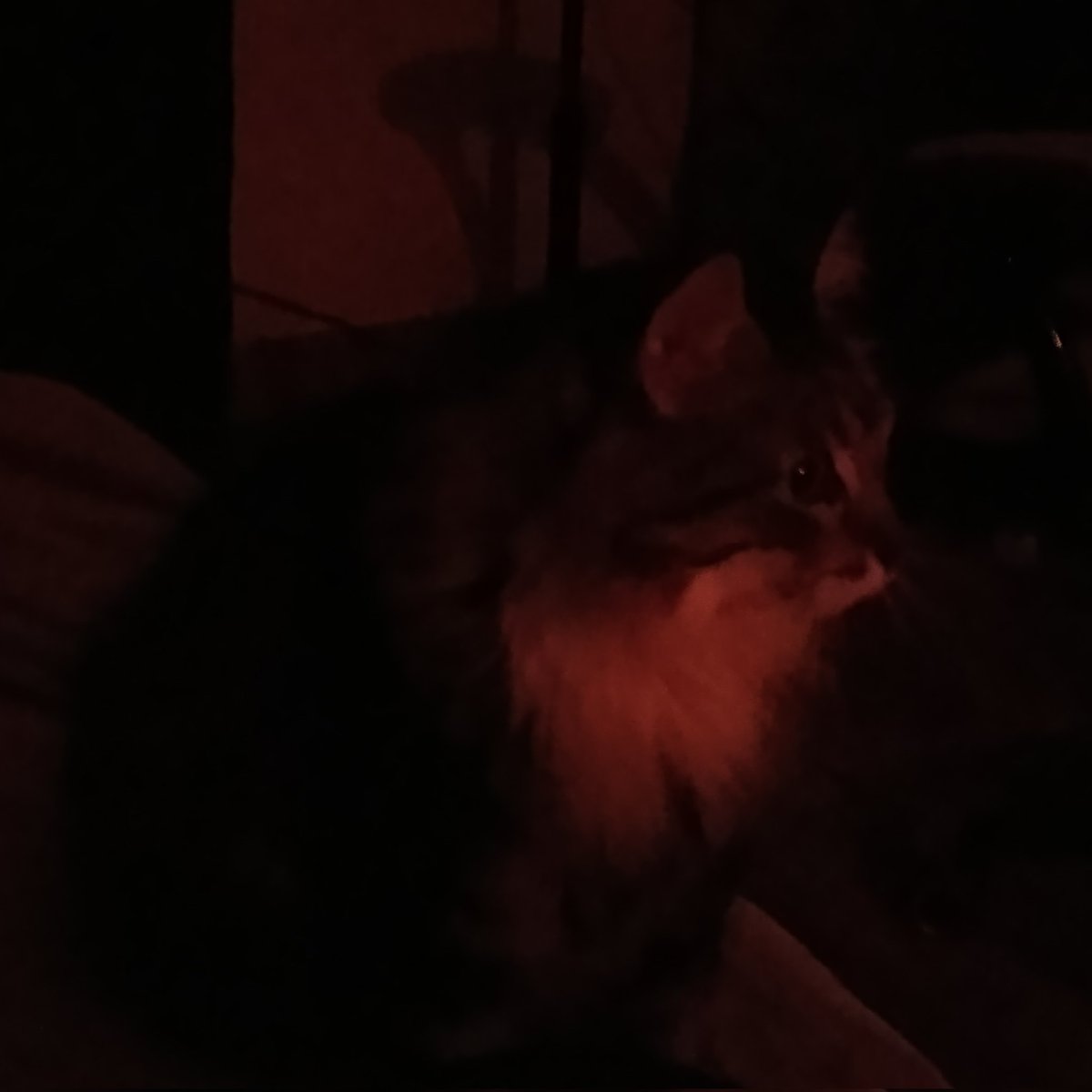 tonight1might's tweet image. celebrating surviving a 33+ hour power outage 🎉
 
#TimeToCelebrate 
#powerful #fun #horsebee #startheory