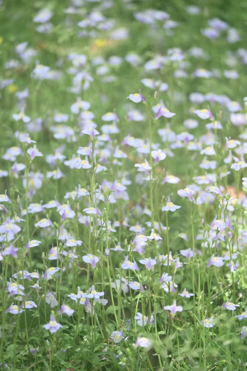 pgat69o's tweet photo. People always fall in love with spring again and again.
人类总会一次又一次爱上春天。 https://t.co/tTuN0Fxc30