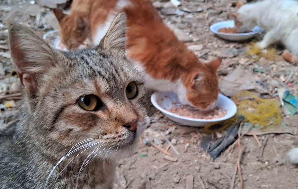 Animal Friends Shelter tweet media