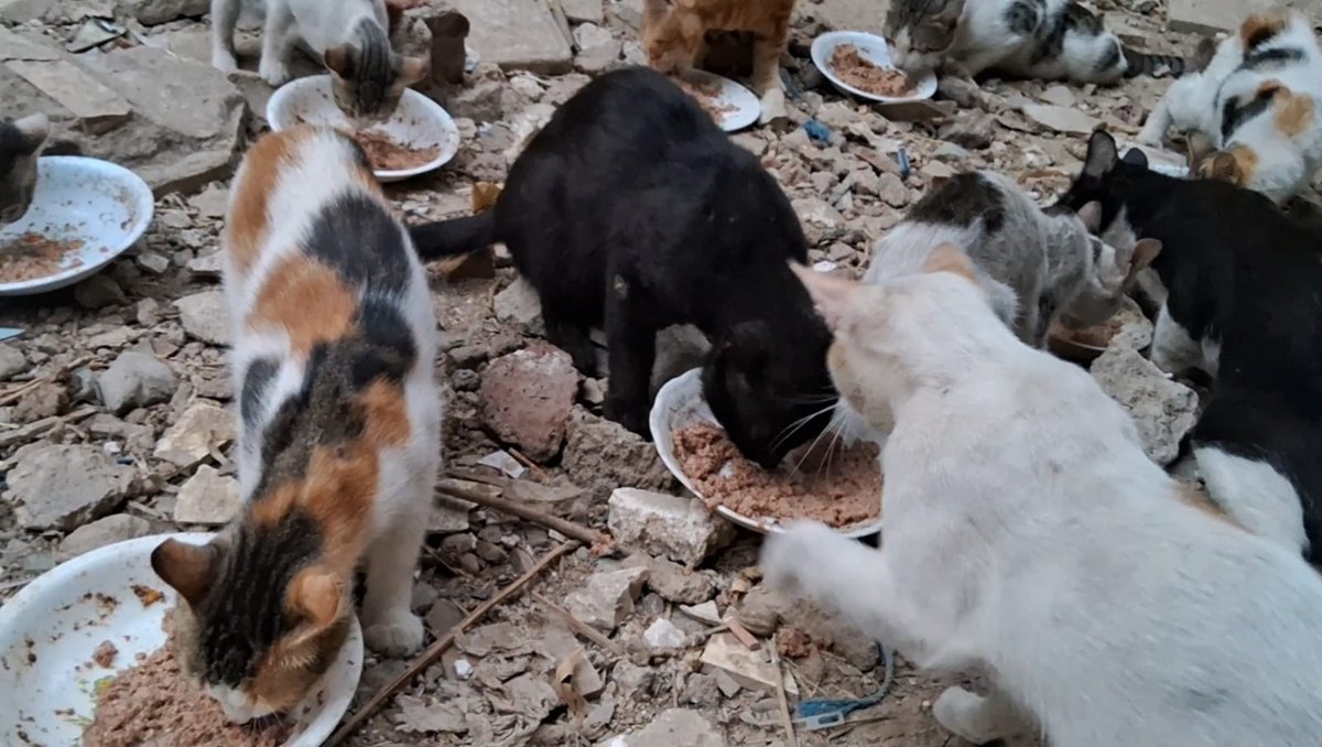 Animal Friends Shelter tweet media