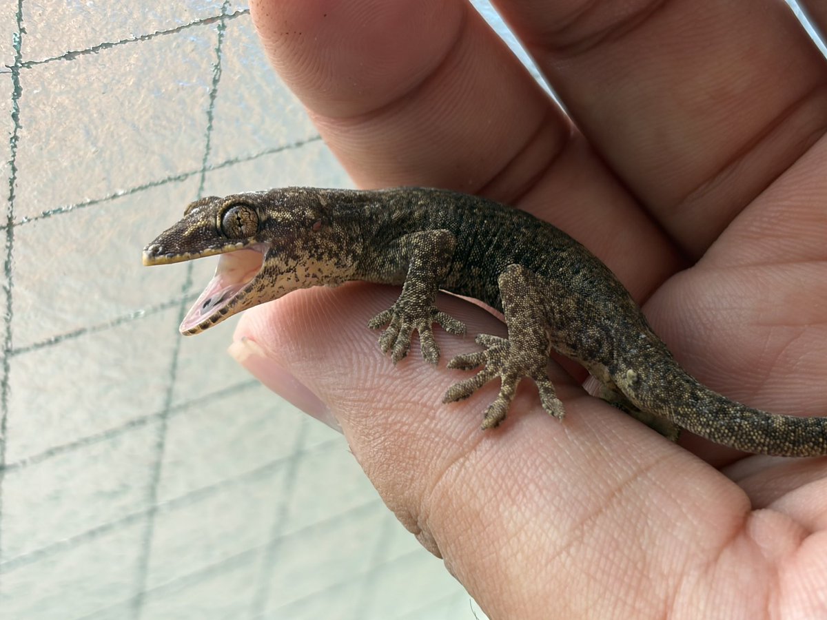 タカラチャー