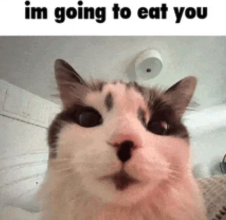 Letmesleep tweet media