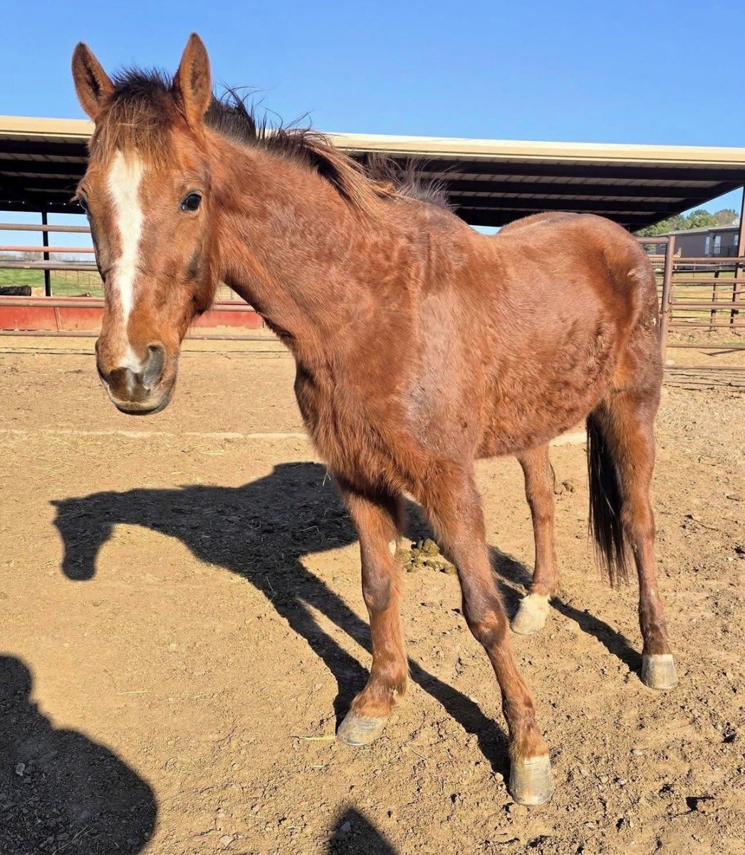Standardbred Retirement Foundation tweet media