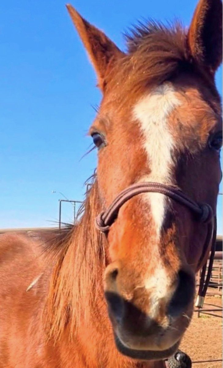 Standardbred Retirement Foundation tweet media