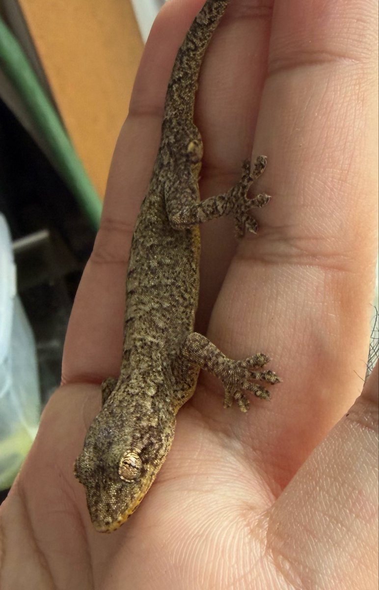 ミナミチャー