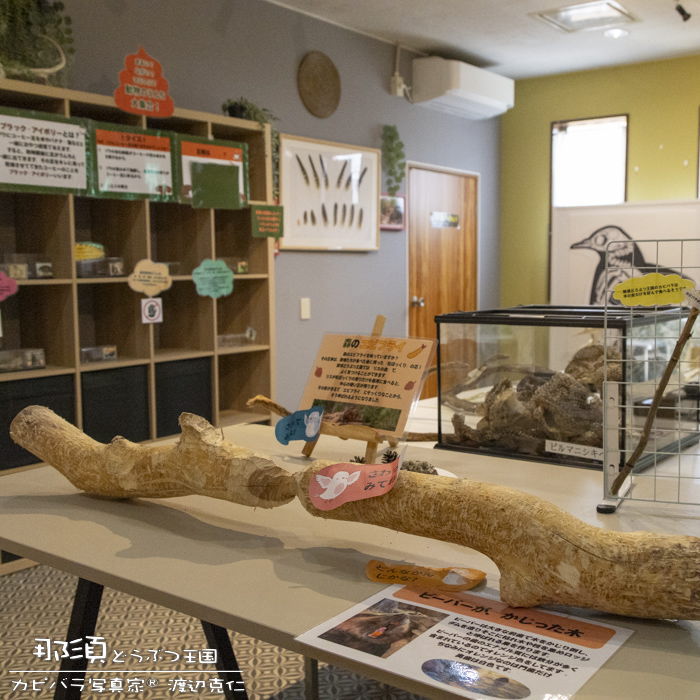 カピバラ写真家〇渡辺克仁 tweet media