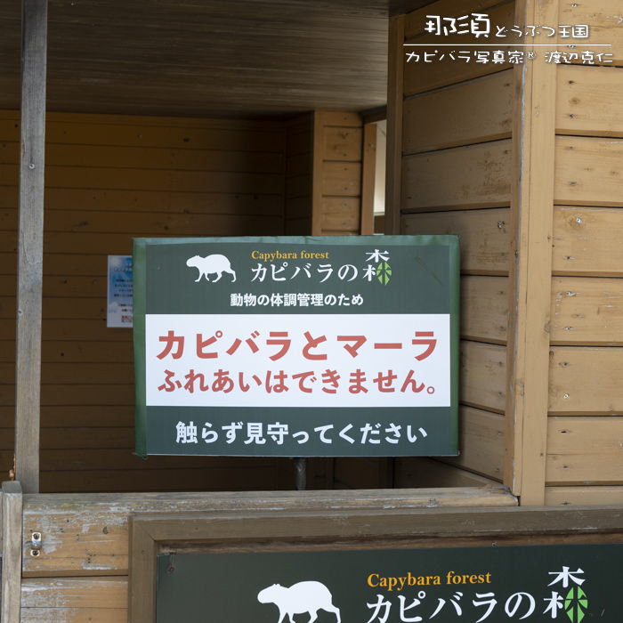 カピバラ写真家〇渡辺克仁 tweet media