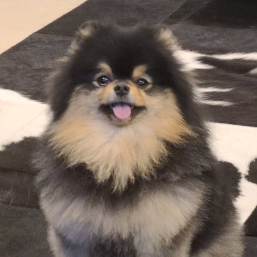 𝓜𝓲 𝓰𝓪𝓽𝓲𝓬𝓸 𝔂𝓸𝓸𝓷𝓰𝓲 𐤀🐱아리랑(ARIRANG) tweet media