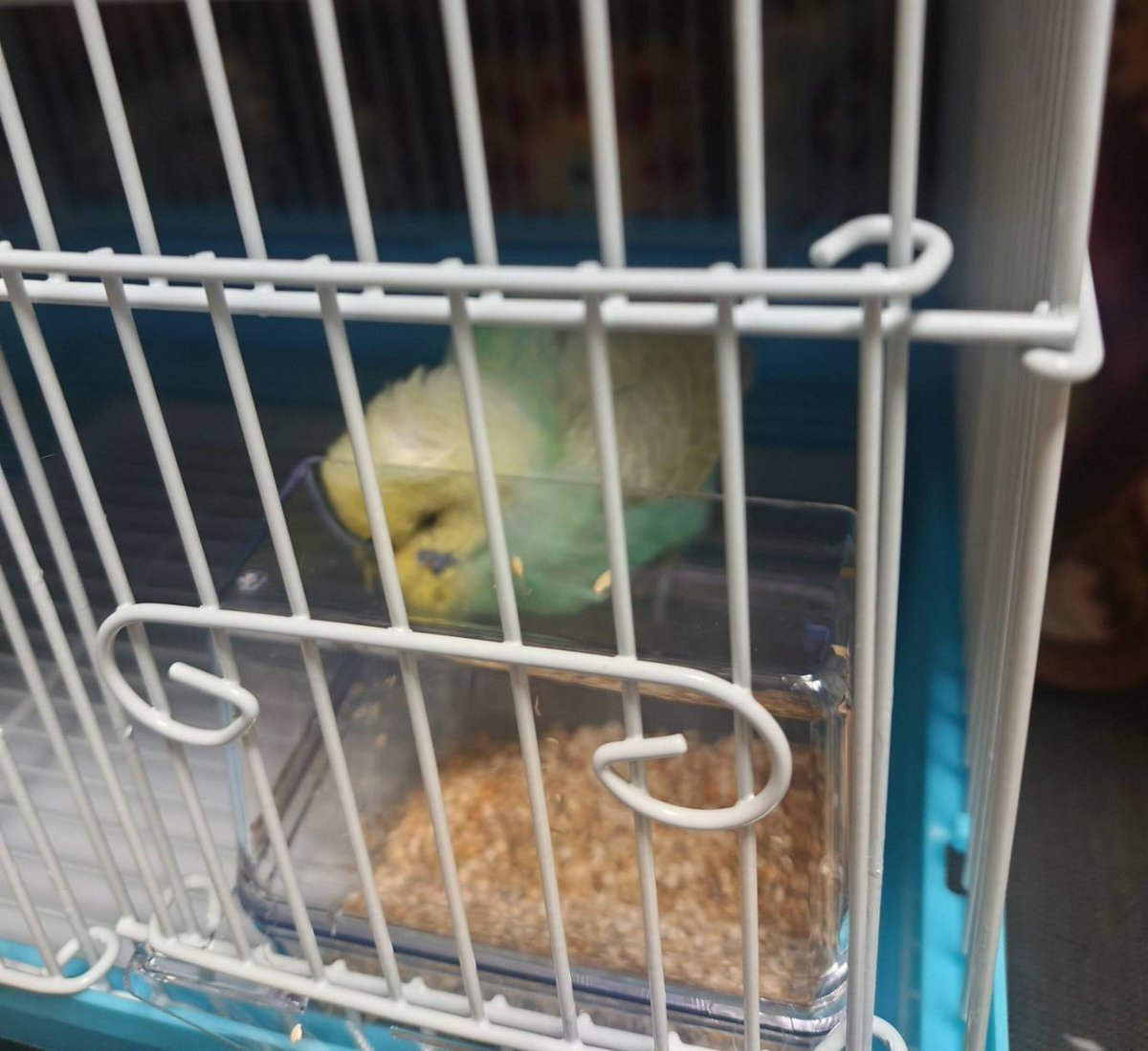 イクラ tweet media