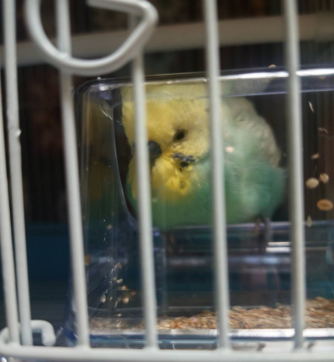 イクラ tweet media