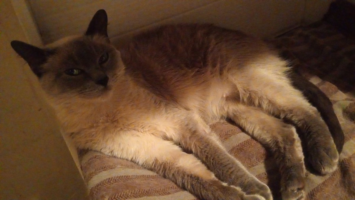 SilverBikeProject tweet media