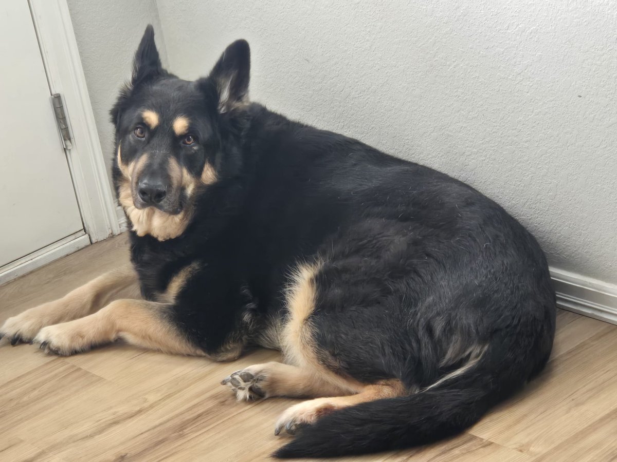 Lil' Hunter 🐯🍼 tweet media