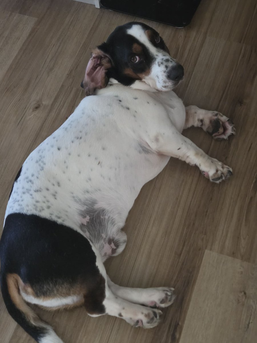 Lil' Hunter 🐯🍼 tweet media