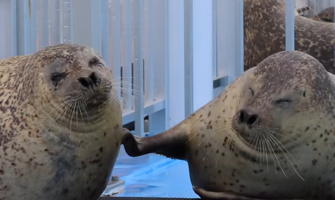 Herbuurna 🦭🇵🇷 tweet media