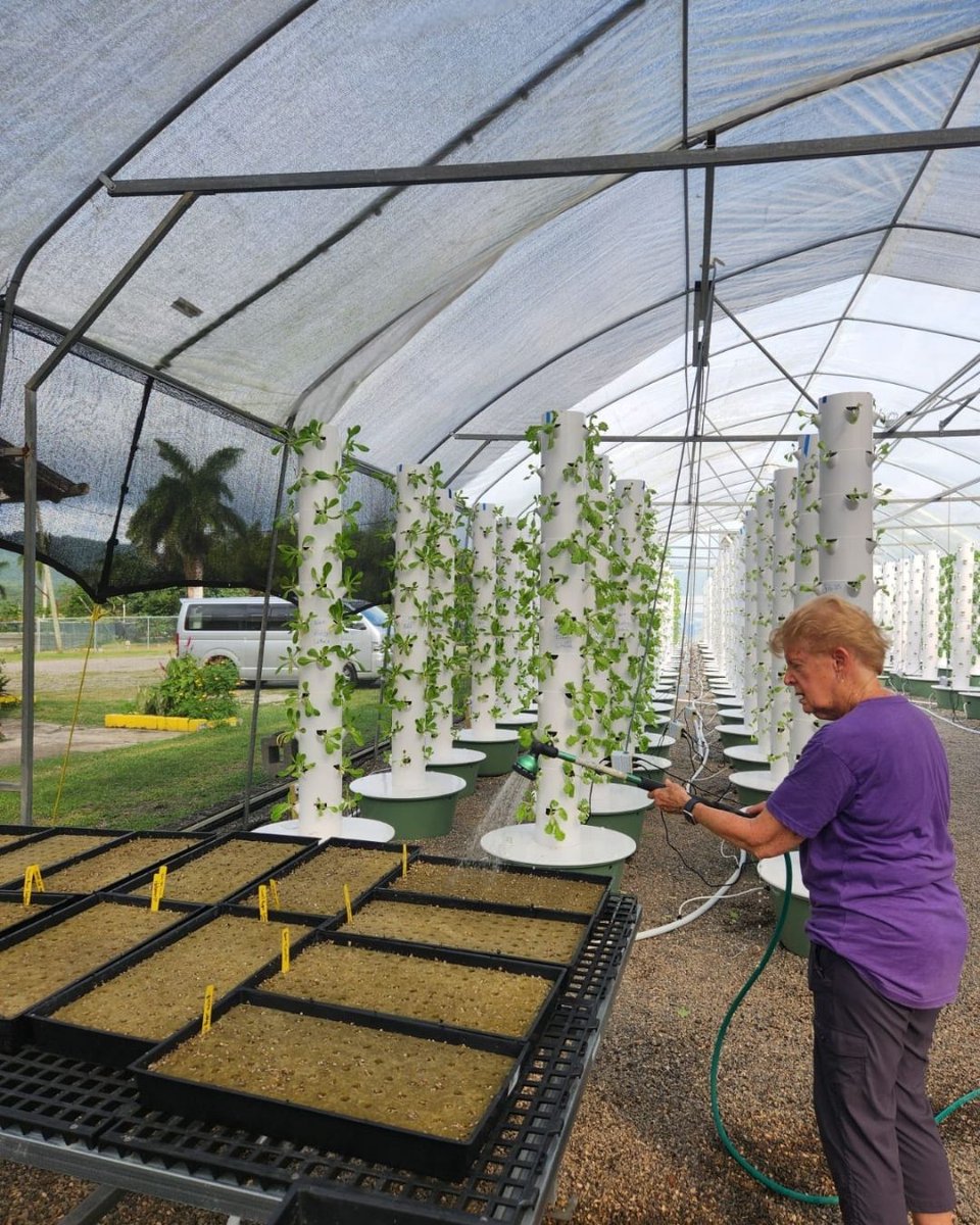ACExperienceOrg's tweet photo. We absolutely adore our faithful servant of ACE, the Awesome Arlene! She’s always up for whatever tasks we throw her way, including working on our aeroponic towers! 🌱

#FarmLife #Aeroponics #VolunteerSpotlight #AmericanCaribbeanExperience #Blessed https://t.co/dy9E4dQEnH