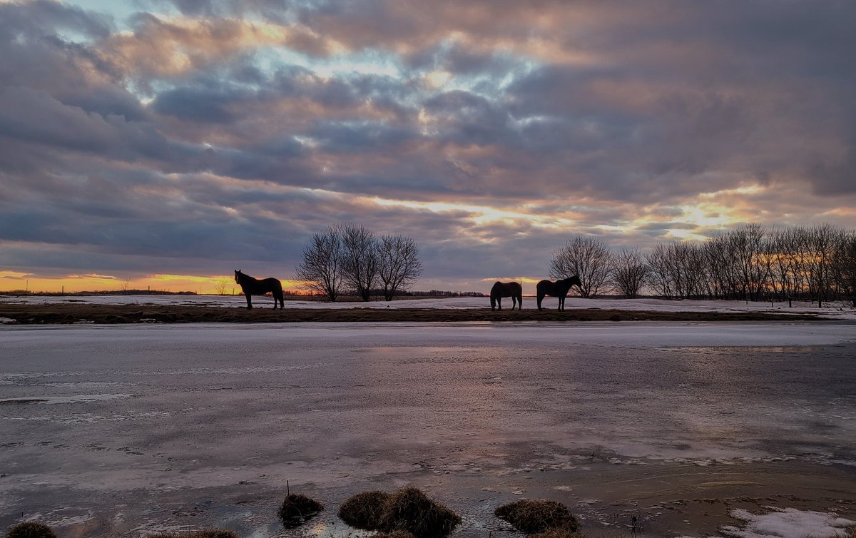 JBMEquiFarms's tweet image. Snow is melting
Birds are arriving
Birds are singing 
Beautiful sunsets are back

Spring is starting to win the battle of seasons. 

#wintervsspring #Manitoba #sunset #mbwx #horses
