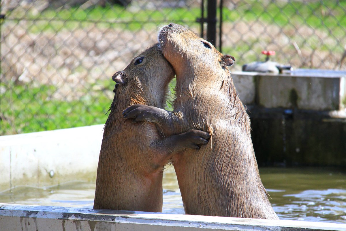 #カピバラ #袖ケ浦ふれあいどうぶつ縁
そんなわけで、ジョージ家の水遊び編でしたー
みんな元気いっぱいですねー
2026/3/24