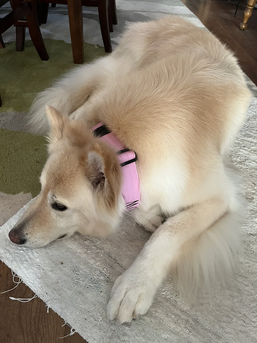 WillowtheWolfie 🇨🇦 tweet media