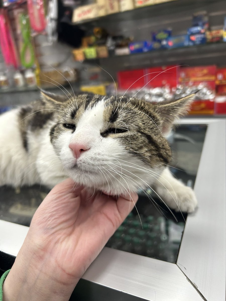 Baileymoon15's tweet photo. it’s so special when such a tiny creature feels so safe with your touch https://t.co/AP3lGW5T8c