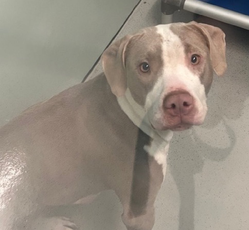 Char Bolen tweet media