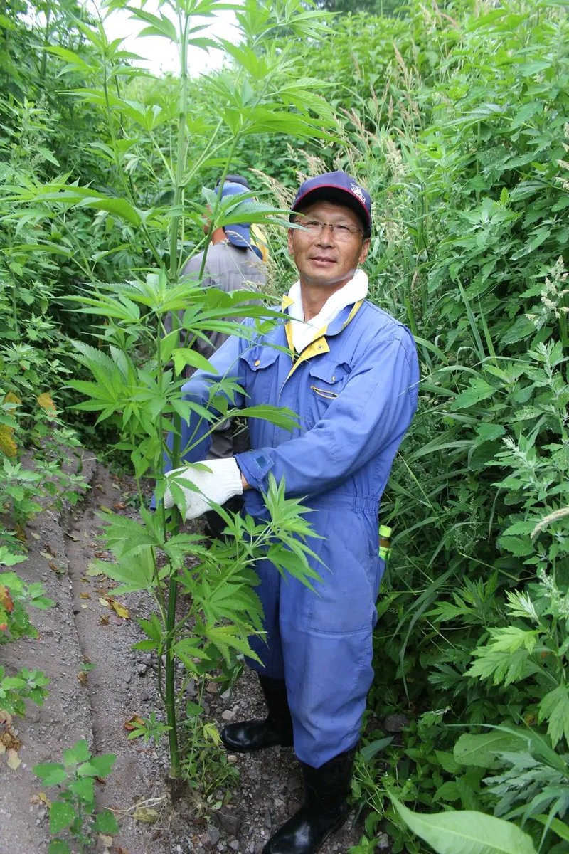 Yoshinabbis (侍) tweet media