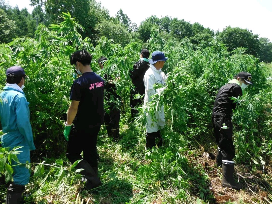 Yoshinabbis (侍) tweet media