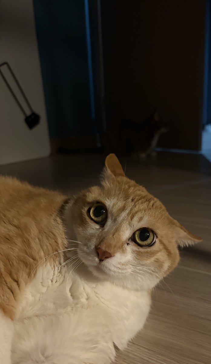 치즈돈까스 (@navi_mang) on Twitter photo 