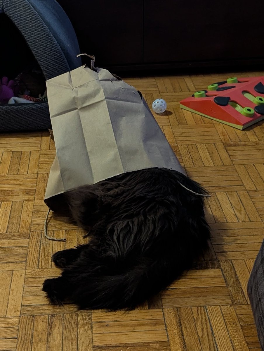 Jackson The Cat tweet media