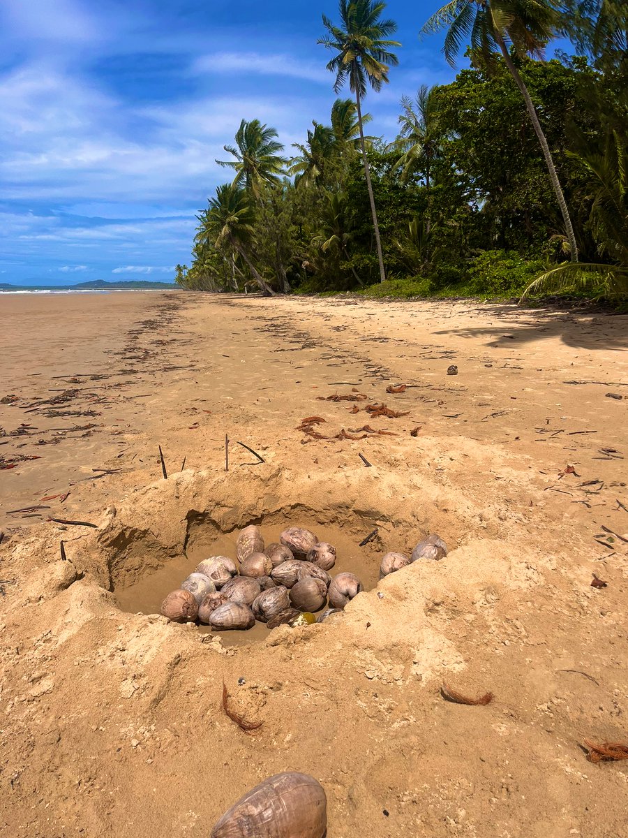 🅽 🅸 🅲 🅺 🆈 🍝 tweet media