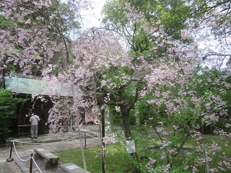 Kyoto no T tweet media