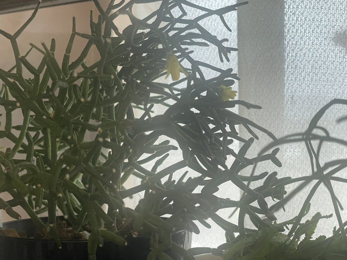 mayattr22's tweet photo. リプサリスに花🌼
これはー、リプサリス　ハティオラ・バンブソイデス https://t.co/PU2YQm9geZ