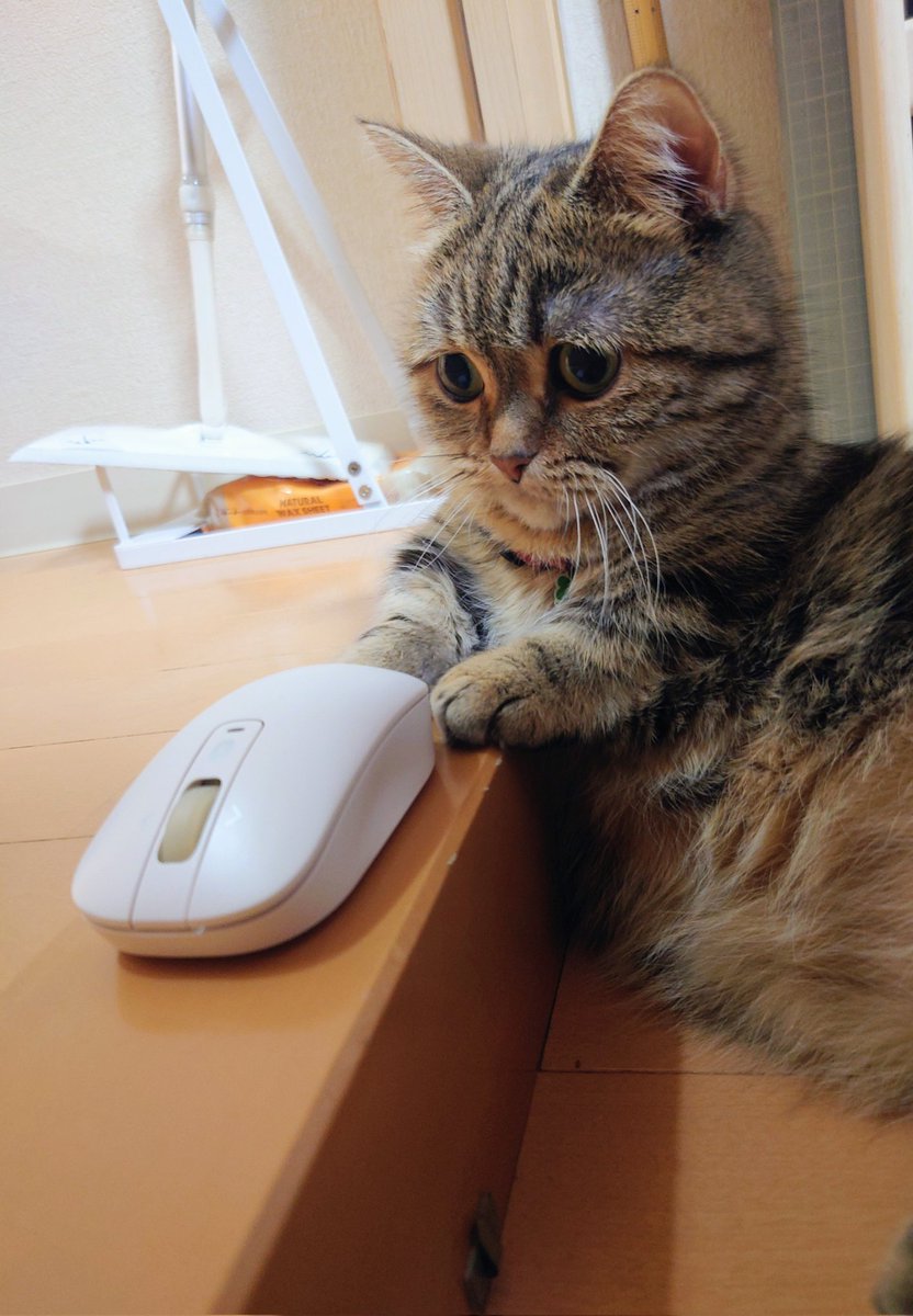 続、哲ちゃんの沖釣り、管釣り及び猫日記 tweet media