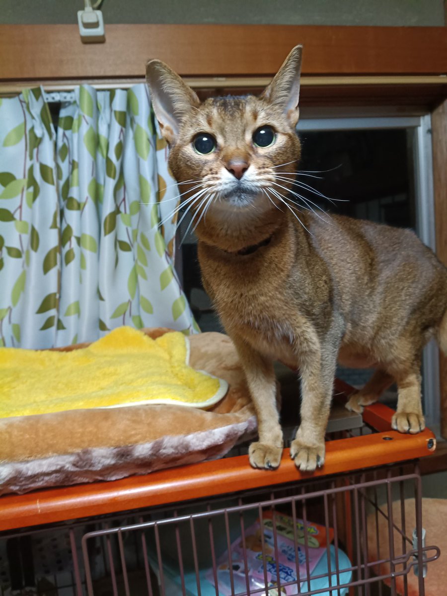 winter1202's tweet photo. カイン体重3.7㌔〜3.9㌔に（増えた〜😺よかった〜） https://t.co/uGFqHh8oK0