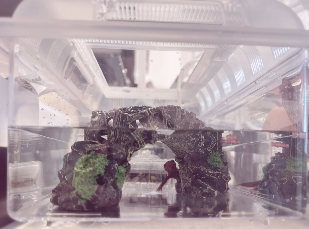 fotolyunn's tweet photo. 久々に新しいお家に変えてあげたら、透明度が高くて通りかかる人間全てを餌だと見て反応するようになった😂️
いままではケース内がすりキズで、すりガラスみたいにくもってたからね https://t.co/OcQvHk8zsW