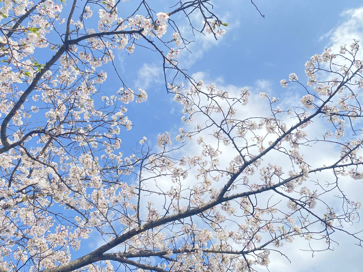だま tweet media