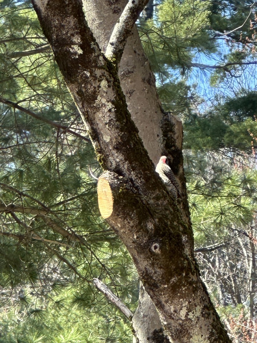 Mary Elaine Leach tweet media