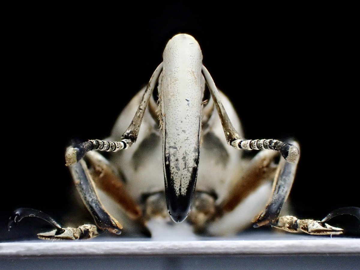 Poteriophorus uhlemanni はルソンに生息する大型のゾウムシの一種。

太い毛が密集した口吻と、白いボディに浮かび上がる様な黒いスポットが印象的。

現地での生息数は少ないようで流通量は多くはないようである。

台湾の島にも酷似した種が生息しているようで非常に興味深い。

#SB
#花と角